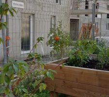 Le petit jardin partagé avec la residence d'a coté ...