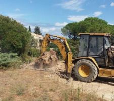 Déracinement des arbres
