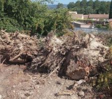 Déracinement des arbres