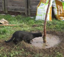 Plantation d'arbres fruitiers : cerisier... inspection