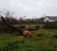Abatages des arbres situés à l'emplacement de la maison