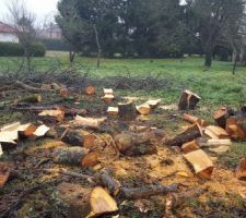 Abatages des arbres situés à l'emplacement de la maison