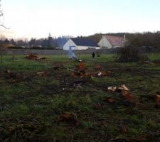 Abatages des arbres situés à l'emplacement de la maison