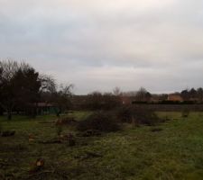 Abatages des arbres situés à l'emplacement de la maison