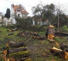 Abatages des arbres situés à l'emplacement de la maison