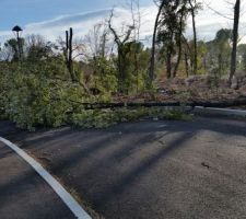 Tempête Eleanor 1 - Arbre 0