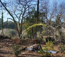 Tempete 1 - arbre 0
