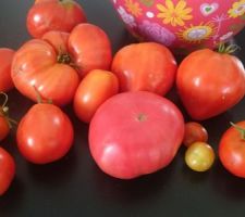 Premiere recolte de tomate