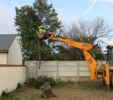 &Eacute;lagage acrobatique d'un arbre du voisin.