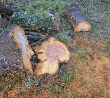 Demolition de la cabane et abbatage des arbres