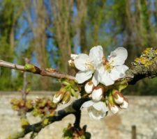 Cerisier en fleur