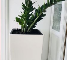 Zamioculcas