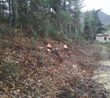 Abatage des arbres