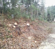 Abatage des arbres