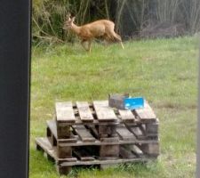 Cette année le gros travail se portera sur les extérieurs (qu'on a jusqu'ici mis de coté pour l'intérieur). Il faut dire que la météo ne nous a pas motivé... Au programme: réalisation d'un mur de soutènement, gazon et clôture! Merci au animaux de la foret pour nous aider pour la tonte!!!