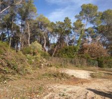 Nettoyage du terrain et abattage d'arbre
