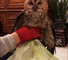 Madame Hulotte Chouette coincée dans notre conduit de cheminée sauvée ce week end.
Une bonne demie heure en sa compagnie puis a voulu rejoindre ses comparses