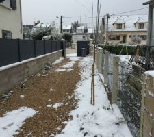 Pommier sous la neige