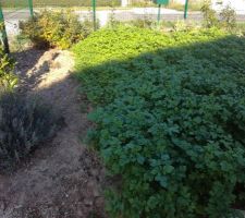 Engrais vert pour se débarrasser des  mauvaises herbes