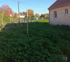 Engrais vert pour se débarrasser des  mauvaises herbes