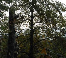 Abattage des arbres pour permettre d'ouvrier l'accés au chantier