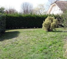L'avant du terrain, vue de coté.
La haie va disparaître au profit de la descente de garage et de la terrasse/balcon à l'avant de la cuisine.