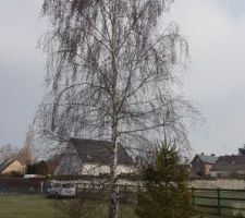Abattage des arbres