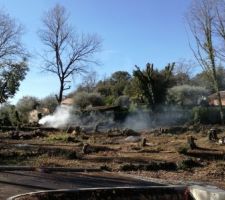 Fin de l'abatage des arbres