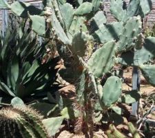 En recherche de cactus qui tiennent le choc en extérieur pour notre patio