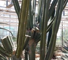 En recherche de cactus qui tiennent le choc en extérieur pour notre patio