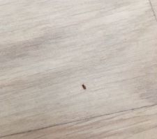 Nos h&ocirc;tes .. insecte non identifi&eacute;  !