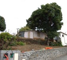 La maison de Lucien qui sera détruite avant que le terrain ne me revienne. Case créole typique en bois sous tole avec son petit muret de soutenement en pierres plates. Plutot tres insalubre. Les 2 manguiers seront abattus.