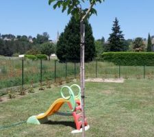 Plantation murié platane stérille