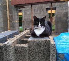 Mon second chat qui monte la garde du chantier