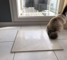 Carrelage 60x60 grès cérame rectifié (éclairage lumière naturelle)
Modèle Glade Branco Réf ML16533RT
(le chat fait la déco...)
