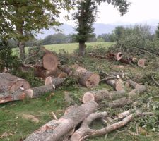 Les arbres arrachés sur le terrain