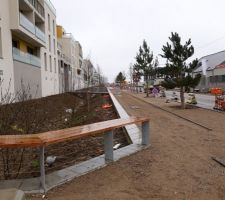 Les arbres qui ont été plantés dans la zone nord du quartier
