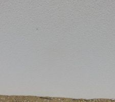 Crépis façade de derrière : des petits points bleus!