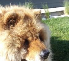 Altaï , notre chowchow de 13 ans