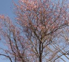 Prunus en fleur...ça sent le printemps