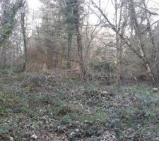 Bois avant d&eacute;frichement