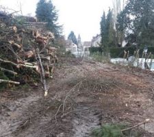 Bois apr&egrave;s d&eacute;frichement