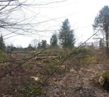 Bois apr&egrave;s d&eacute;frichement