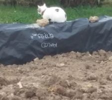 3 w.e qu'on est sur le jardin. Même les chats profitent du soleil