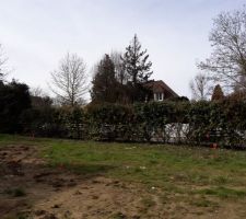 Avant commencement du sciage de la haie.