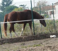 Mon chat decouvre le cheval du voisin.....
dommage qu'il n'en reste plus qu'un.....