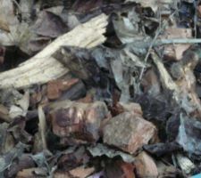 Le compost