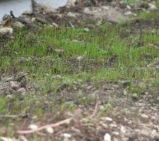 Planté il y a 15 jours devant la maison...