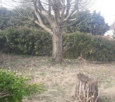 Nettoyage du terrain