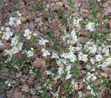 La floraison en ce 02 avril 2018